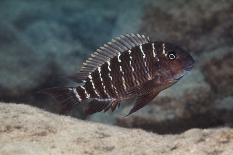 Tropheus annectens 'Mtoto'